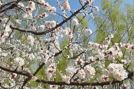 感受春天的美好，聆听大自然的声音，看桃花朵朵开，听音乐赏美景视频封面