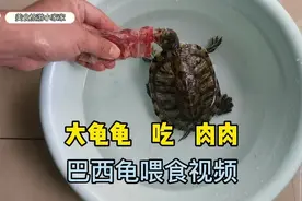 巴西龟喂食视频，大龟龟吃肉肉，我家的巴西龟不吃蔬菜让人头疼