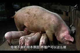 母猪不食的根本原因，养殖户可以这么做！视频封面