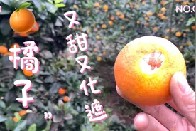又甜又化查的橘子🍊 你喜欢吃吗