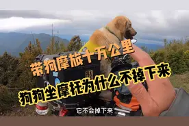 两轮摩托车带狗摩旅怎样才能让它不掉下来？自制带狗工具分享！