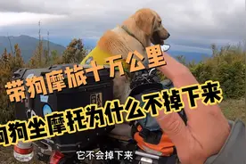 两轮摩托车带狗摩旅怎样才能让它不掉下来？自制带狗工具分享！视频封面