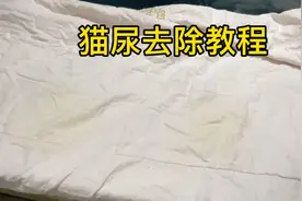 养的猫咪经常在床上撒尿，被子上面又骚又黄，教你怎么彻底洗干净视频封面