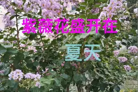 不求花知，但愿花笑，感谢你带给人间芬芳。视频封面
