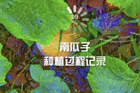 种南瓜籽视频封面