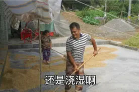 四川农村连日降雨难得太阳，农村母子抓紧晒谷子，心里别提多开心视频封面