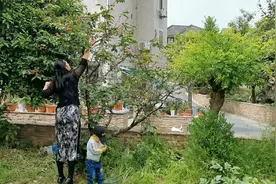 女人穿旗袍带儿子摘樱桃，边摘边吃，那叫一个爽！谁讲欠债没美好视频封面