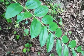 经常吃这种草药据说可以返老还童齿落重生这就是草药黄精