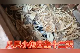 养兔日记，八只小兔出生十二天，眼睛已经睁开！视频封面