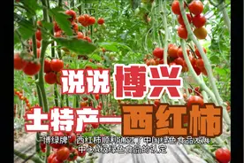 你还不知道吧，博兴还是有名的西红柿之乡视频封面