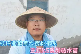 大樱桃树的根系是怎么繁育的？看看我们通过嫩枝扦插来繁育砧木苗视频封面