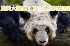 旅美大熊猫丫丫生存环境堪忧，丫丫什么时候能回国视频封面