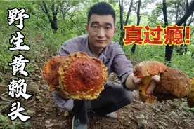 辽宁大山这种蘑菇很值钱，林区父子你一朵我一朵捡的真爽，发财啦