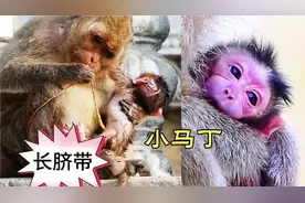 小马丁的脐带奇长无比，被猴妈咬断后不停咀嚼，马丁脸像个紫茄子视频封面