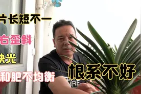 君子兰叶片长短不一左右歪斜原因很多听我仔细讲来视频封面