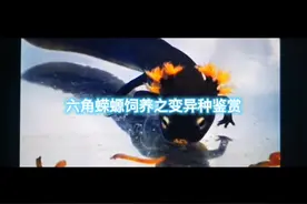 蝾螈饲养之变异品种鉴赏视频封面