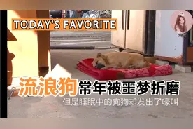 狗狗常年无法安然入睡，兽医检查狗，告诉我们可怕的原因视频封面