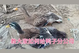 今天教大家如何给鸭子分公母。
