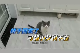 隔离解除，大白突然说不让走了，虚惊一场，可惜小梦琪不在家！视频封面