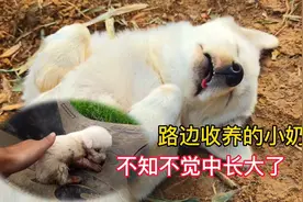 5个月前救助受伤的小奶狗，不知不觉长大了，结局很温馨视频封面
