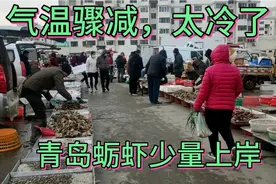 气温骤降，实拍3月7号青岛海鲜市场，蛎虾最便宜15块钱一斤视频封面