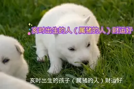 亥时出生的人（属猪的人）财运好视频封面