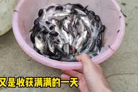 2022年第二下鳝鱼笼，十几条笼又收获了好几斤鳝鱼泥鳅，这才爽视频封面