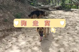 狗走窝，跑断腿。大黑发情了，第二次配狗还是不成。只能看看照片视频封面