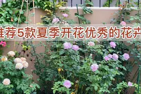 推荐5款夏季开花优秀的花卉视频封面