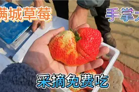 来保定北三环满城最大草莓种植基地，采摘还免费吃看看多少钱一斤视频封面