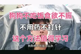 小狗不吃饭真的是有病？斯文仔教大家方法，第二天小狗大口吃饭视频封面