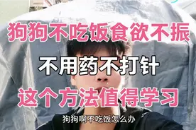 小狗不吃饭真的是有病？斯文仔教大家方法，第二天小狗大口吃饭视频封面