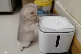 蓝金宝宝对饮水机情有独钟，猫咪玩水好处多多