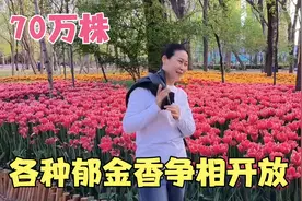 胶州植物园的70万株郁金香争相开放，四姐陶醉在花丛中，太美了视频封面