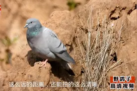 在山里发现一群野鸽子，户外实拍高清视频，这里才是野鸽子聚集地
