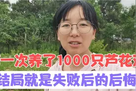 第一次养芦花鸡1000只，如今卖过后直言有点失败，感恩网友不嫌弃视频封面