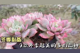分享9款冬季超美的多肉品种，皮实好养，绮罗、彩虹糖太好看了吧视频封面