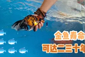 金鱼的寿命有多久视频封面