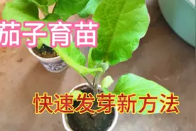 茄子这样育苗，3—4天发芽长得又快又壮，76岁老农手把手教你视频封面