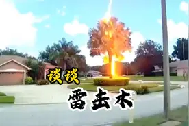 到底“雷击木”是什么？能起到什么作用，又怎么形成的？