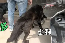 第一次见这么强壮的土狗，跟拉布拉多配种生出小狗肯定很大又好看视频封面