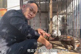 兔子交配十天终于怀上兔宝宝了视频封面