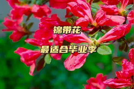 锦带花，毕业季最适合送给即将分别的同学