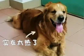 长毛的狗狗夏天的话到底该不该剃毛呢？看着它们热得真的心疼了