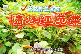 红苋菜，天然补血食材，男女老少皆宜，还有你意想不到的功效视频封面