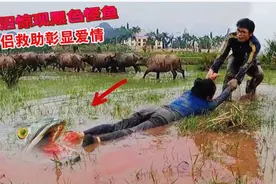 少女躺尸泥沼，小哥为爱奋力救助，结局如何视频封面