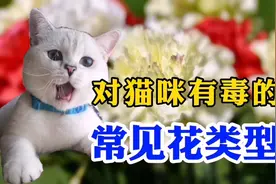 宠物医生告诉大家，有猫咪的家庭不能种哪些花，会导致猫咪死亡视频封面
