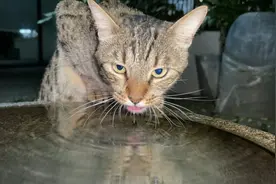 流浪猫没水喝，用了一个奇怪的办法，终于让猫咪喝到新鲜的水