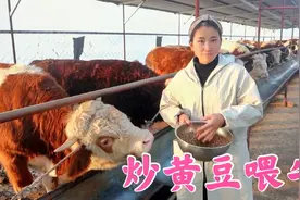 这牛吃的比人都好，3块钱一斤的黄豆炒着吃，对牛增重有好处吗？视频封面