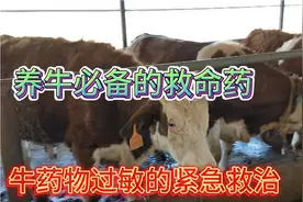 养牛必备的救命药，药物过敏的紧急救治